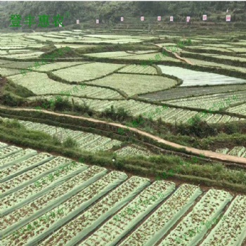 廣東省廠家批發(fā) 登豐惠農(nóng) 品牌 綠黑色防草布 透氣透水保溫保濕環(huán)保可降解園藝地布