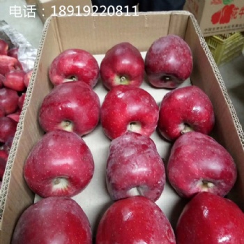廣東供應冷庫**花牛蘋果蛇果批發(fā)一件代發(fā)花牛蘋果功效與作用