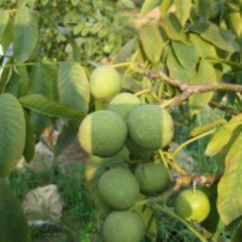 四川優(yōu)質(zhì)核桃苗木 2019冠核一號(hào)核桃苗報(bào)價(jià)