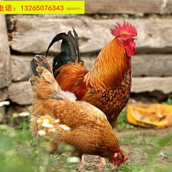 廣東清遠(yuǎn)麻雞 優(yōu)質(zhì)活體土雞 批發(fā)散賣(mài)種苗 公母肉雞苗包活包運(yùn)輸