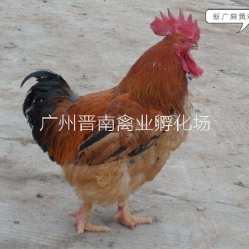 麻黃雞苗價格 新廣土雞 K9肉雞苗 882行情 現(xiàn)貨批發(fā) 成活率高