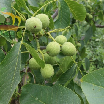 嫁接核桃苗 嫁接薄皮早實(shí)冠核一號核桃苗批發(fā)|基地|價(jià)格|圖片