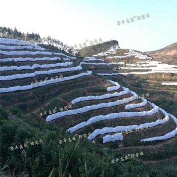 廣西砂糖橘 四川耙耙柑愛媛登豐惠農(nóng)防寒布 透氣防寒防霜凍防凍膜