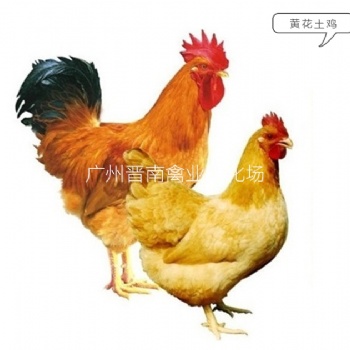 廣州本地批發(fā)黃花公雞品種介紹 黃4黃3土雞簡介 今日優(yōu)質(zhì)土3土4雞苗價格走勢