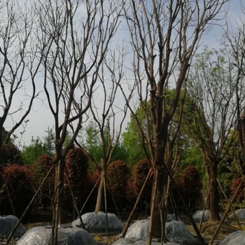 成都國槐基地成都國槐價(jià)格