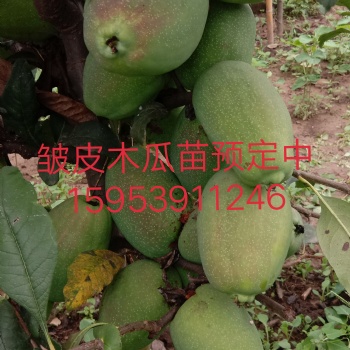 皺皮木瓜苗，光皮木瓜苗，木瓜海棠，木瓜種子，木瓜干