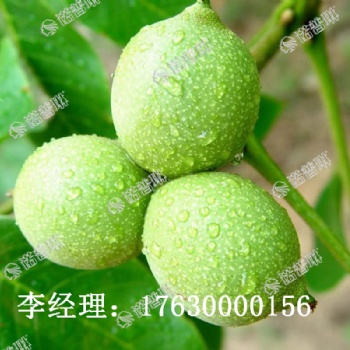 諾普琳核桃根補(bǔ)精華能讓核桃增產(chǎn)30％