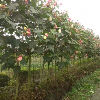 成都木芙蓉基地供應(yīng)處理價(jià)格