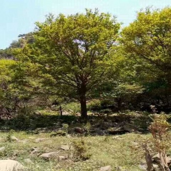 成都元寶楓基地直供處理價(jià)格