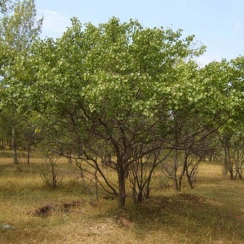 成都山杏苗圃基地價(jià)格