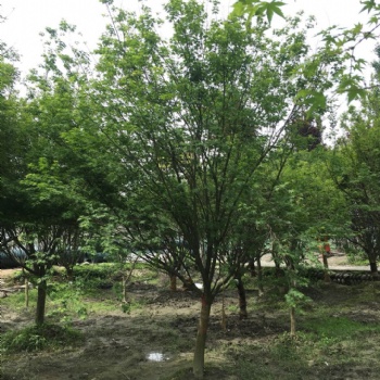 成都雞爪槭基地促銷價(jià)格
