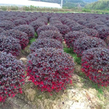 成都紅繼木球基地供應(yīng)
