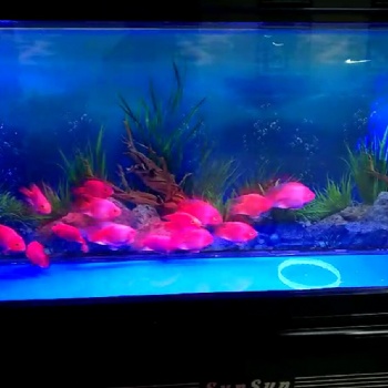 濟(jì)南高新區(qū)丁豪廣場(chǎng)清洗魚(yú)缸