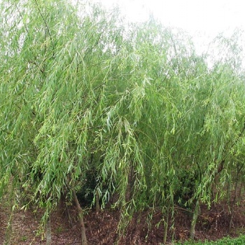 湖南瀏陽垂柳價(jià)格四季紅苗圃基地垂柳批發(fā)價(jià)格