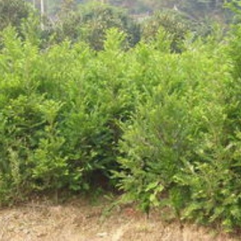 湖南瀏陽綠化苗木法紅豆杉價(jià)格四季紅苗圃基地紅豆杉批發(fā)價(jià)格