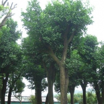 湖南瀏陽花木香泡價(jià)格四季紅苗圃基地香泡批發(fā)價(jià)格