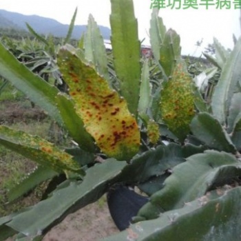 火龍果凍害的防治辦法 潰腐靈有機(jī)農(nóng)藥批發(fā)