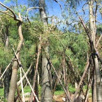 實生象腿樹大型沙漠植物 象腿木辣木科原產(chǎn)馬達加斯加 樹干粗大