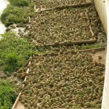 廠家各種目數青蛙養殖防逃網