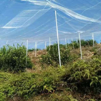 農用防蟲網蔬菜大棚果木臍橙種植防害蟲提高結果率