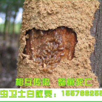 戰(zhàn)蟲衛(wèi)士白蟻藥上門滅白蟻服務(wù)聯(lián)苯菊酯白蟻靈