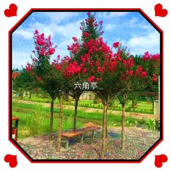 紫薇花瓶 紫薇六角亭 植物編織樹藝藝術