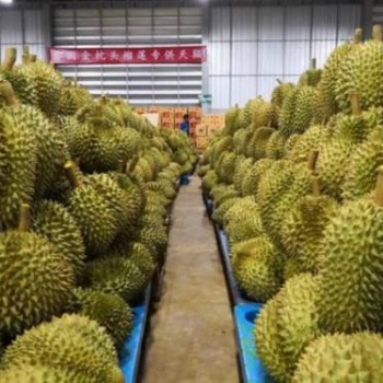 廣州港新鮮榴蓮進口報關(guān)手續(xù)