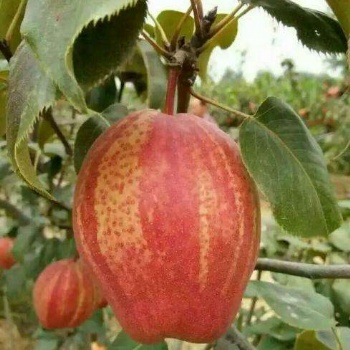 早酥紅梨樹(shù)苗價(jià)格，山東早酥紅梨樹(shù)苗基地