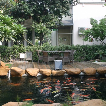 杭州錦鯉魚出售、魚池過濾建設(shè)