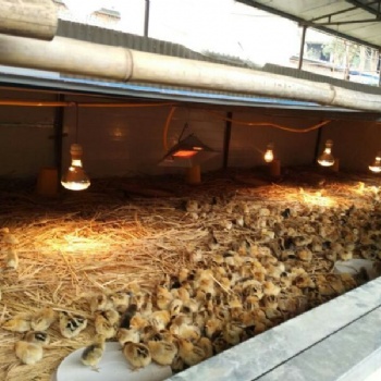 思南養殖烏皮紅羽土雞苗市場前景好 求購正宗的土雞苗廠家電話