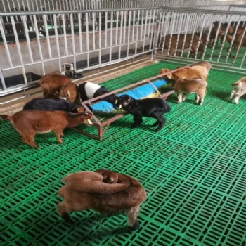 防滑羊用的漏糞板 新式塑料羊床的搭建 塑料羊糞板規格