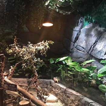四川室內(nèi)動物園景觀的設(shè)計及制作