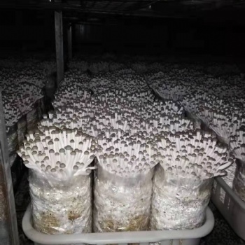 有機活體鮮香菇蟹味菇基地直發(fā)送貨上門