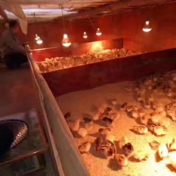 正安養殖紅羽土雞苗市場行情 求購正宗的紅羽土雞苗價格