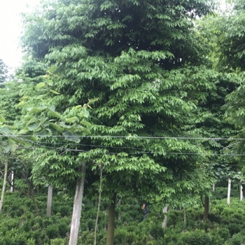 成都楨楠 四川精品楨楠 成都楨楠基地批發(fā) 名川園藝場(chǎng)供應(yīng)
