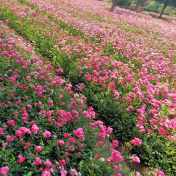 藤蔓月季 成都藤蔓月季供應(yīng) 四川藤蔓月季供應(yīng) 花鏡材料供應(yīng)商