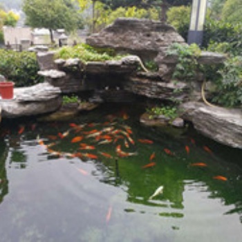 杭州錦鯉魚、錦鯉魚養(yǎng)護