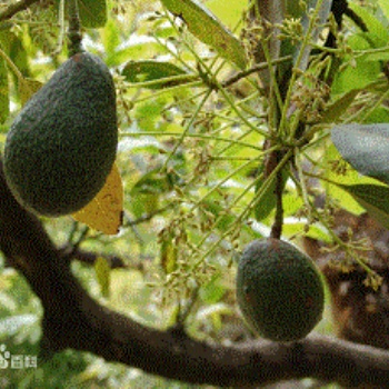 深圳水果進(jìn)口報關(guān)公司