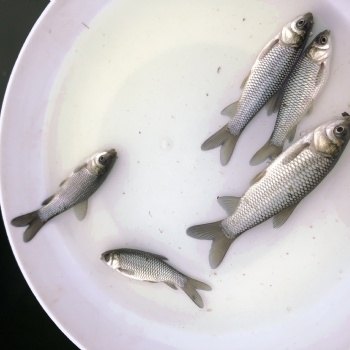 長江草魚苗鯽魚苗中科三號，工程鯽魚