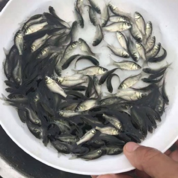 鯽魚(yú)苗。中科3號(hào)，工程鯽魚(yú)苗，圓頭鯽魚(yú)苗，湘云鯽魚(yú)苗，白金鯽魚(yú)苗，黃金鯽魚(yú)