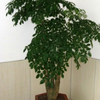 供應(yīng)富貴樹 招財樹 東莞花卉租賃 天堂鳥 幸福樹 紅掌