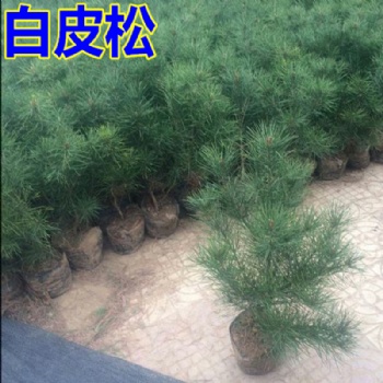 山西側柏，白皮松，油松，雪松，儈柏，華山松