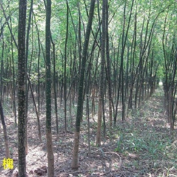 山西刺槐，國槐，楊樹，柳樹，法桐，香花槐