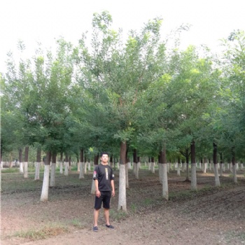 15公分國槐出售 山東國槐價格綠化苗木小區(qū)樹苗供應(yīng)