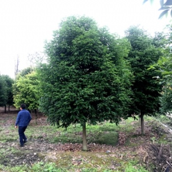 成都天竺桂基地 批發天竺桂 提供天竺桂價格 圖片 郫都區名川園藝場
