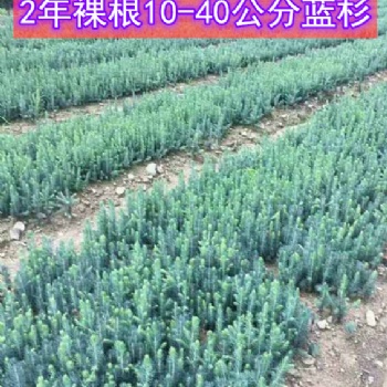 2年生 10-40公分美國(guó)藍(lán)杉樹苗 吉林貨源