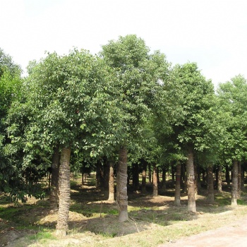 供應(yīng)香樟苗和香樟示范場 廣西樟木苗與芳樟苗產(chǎn)地