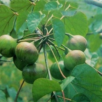供應(yīng)廣西千年桐樹簡介 油桐樹和桐油樹產(chǎn)地
