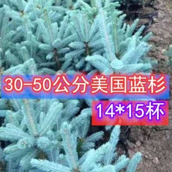 5年生 14*15杯 30-40公分美國(guó)藍(lán)杉杯苗