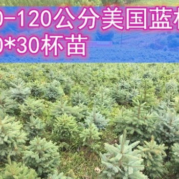 8年生 30*30杯 60-100公分美國(guó)藍(lán)杉樹苗 吉林貨源